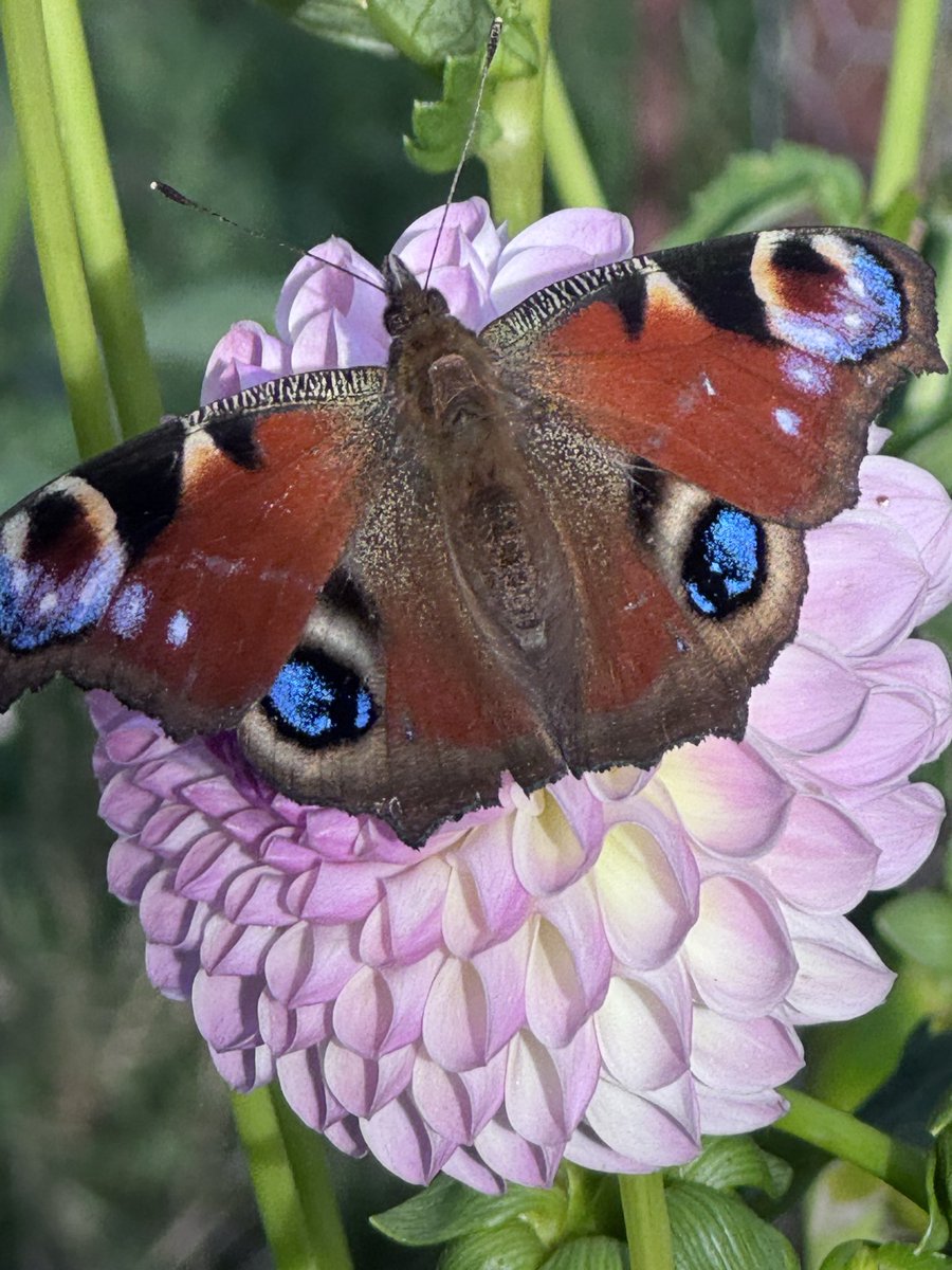 GardenBrocante's tweet photo. What a treat to see this beautiful, peacock butterfly today! Nature is truly magnificent and the fact that it’s the end of September makes it even more special. 
I’ll try and keep in touch tomorrow. Have a great evening 💐 https://t.co/BgvVWPRppU