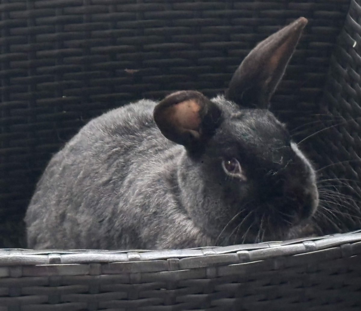 wakinupazombie's tweet photo. @everybunni @diosshaggy95 my friends bunny!! https://t.co/i3mXRrwAcr