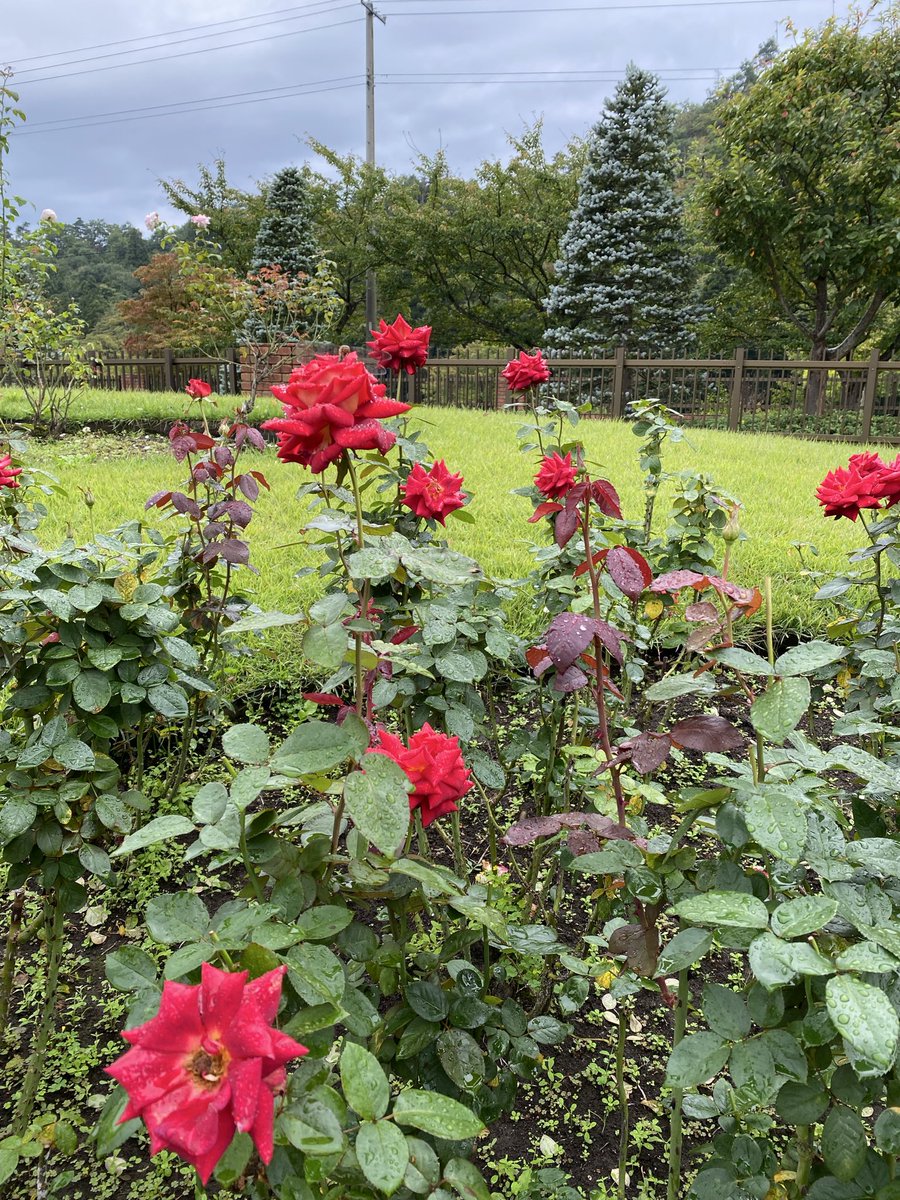 Gm9Jn's tweet photo. 天気は、少し崩れましたが爽やかでした。

#東沢バラ公園
#バラ https://t.co/GvnetwEwjS