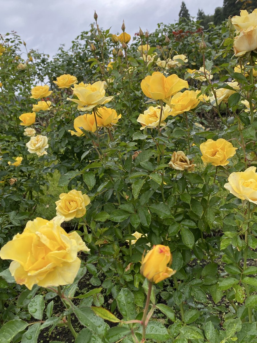 Gm9Jn's tweet photo. 天気は、少し崩れましたが爽やかでした。

#東沢バラ公園
#バラ https://t.co/GvnetwEwjS