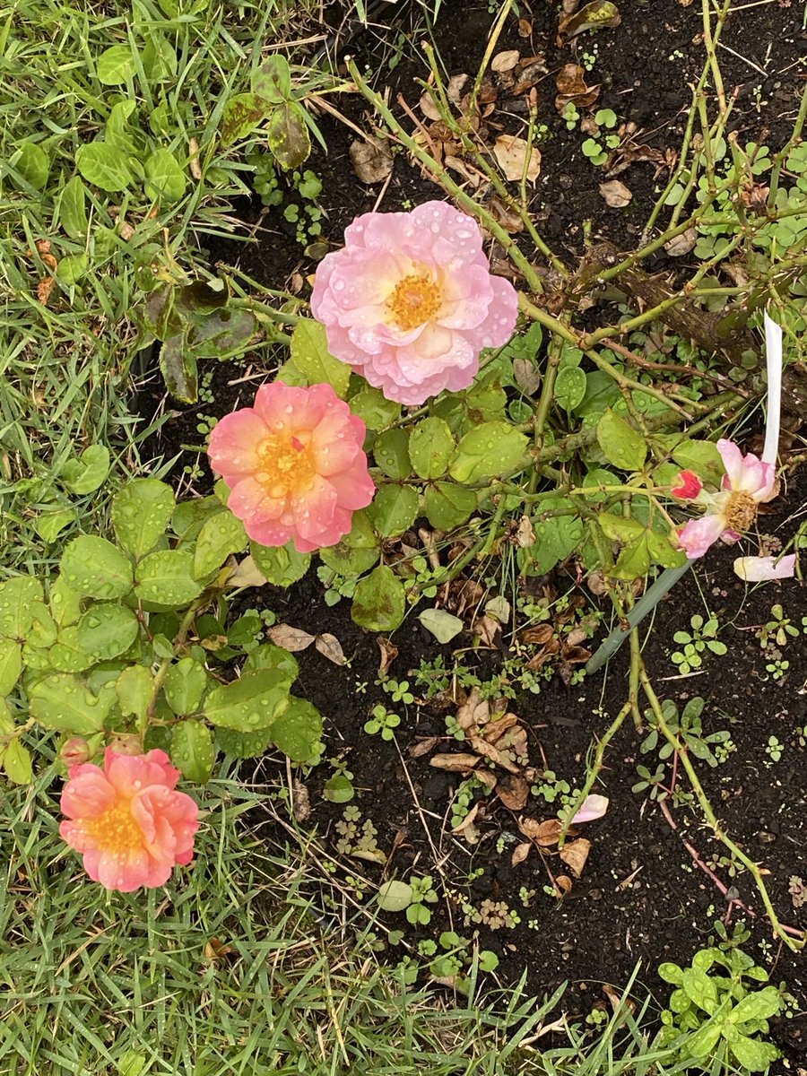 Gm9Jn's tweet photo. 天気は、少し崩れましたが爽やかでした。

#東沢バラ公園
#バラ https://t.co/GvnetwEwjS