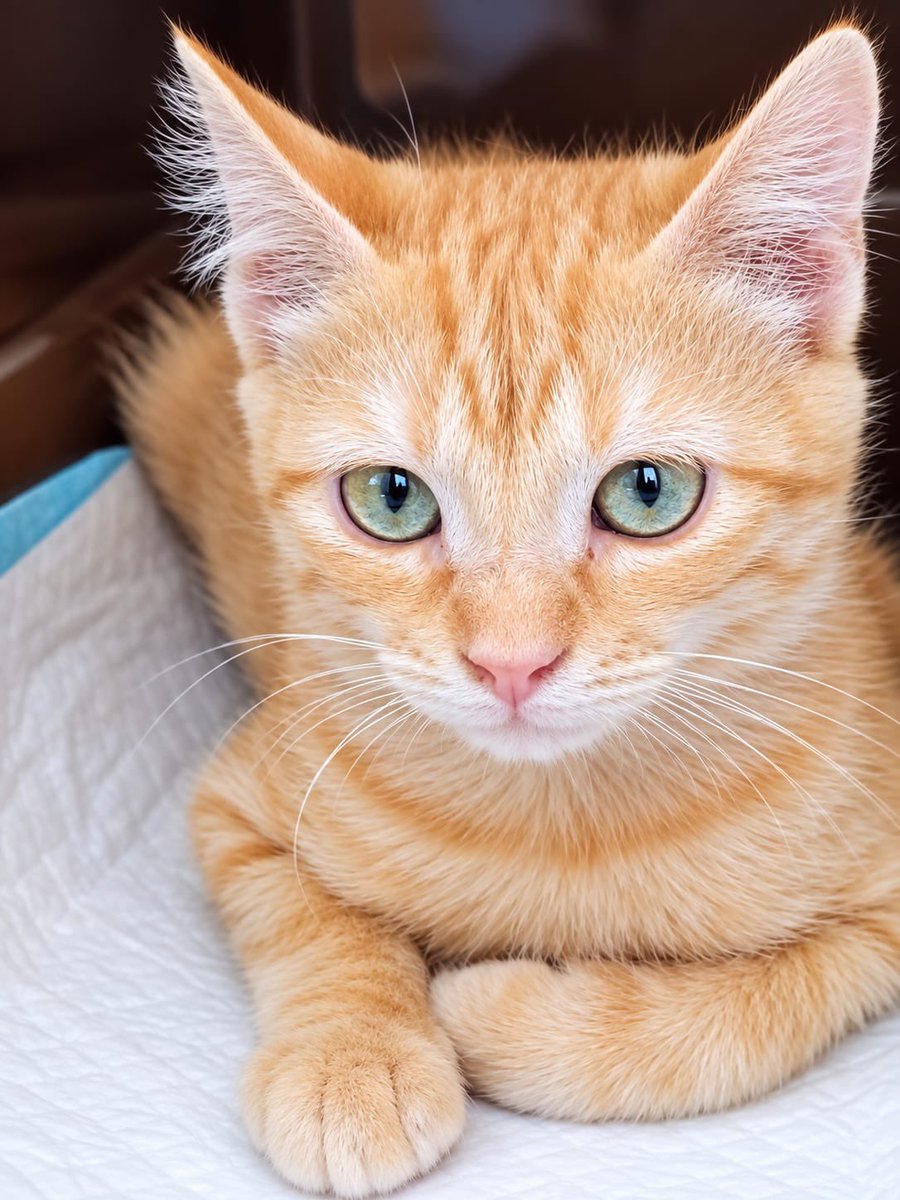 AXLAMADRID's tweet photo. LEÓN 🦁 TIENE SOLO 3 MESES Y YA SABE LO QUE ES SER ABANDONADO💔

Lo hemos traído a AXLA para darle la oportunidad que merece: crecer rodeado de cariño y encontrar un hogar donde nunca más vuelva a sentirse solo🧡

Para dar un hogar a LEÓN: adopciones@axlamadrid.org https://t.co/dsmVtdRICZ