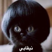 osxenz's tweet photo. وهوه صدك كلامهن شطالع منج حتى عيون ومغطيتها چنچ بعرور طلي وتكول انحطىىىاط ليش بله اللابسته مو انحىىطاط عبالك مصوريج بالفراش،تموتن عل استشراف  يا عفيفات 
#٢٠٣٠_بلا_نقاب 
#no_more_Niqab 
#بلا_حجاب 
#بلا_نقاب https://t.co/eSSHYGkNoy