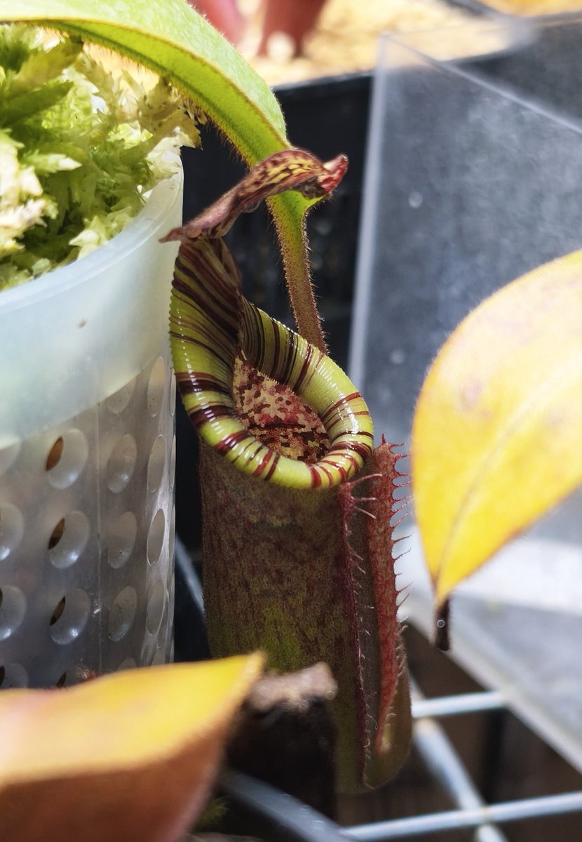 semiswallow's tweet photo. N. burbidgeae x (veitchii x lowii) BE - 3993 
襟は緑強めのストライプ。少し時間が経っても中々赤みが入らない？蓋裏もとても綺麗。
ピッチャー内部(と襟)には二色の赤が居てトリカラー的な要素を感じる。 https://t.co/axeAhNCVi4
