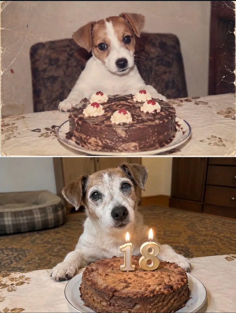 ConfissoesXiX's tweet photo. Não ignore o doguinho completando 18 aninhos ✋🏻❤️🤚🏻 https://t.co/rOu9jzHNX7