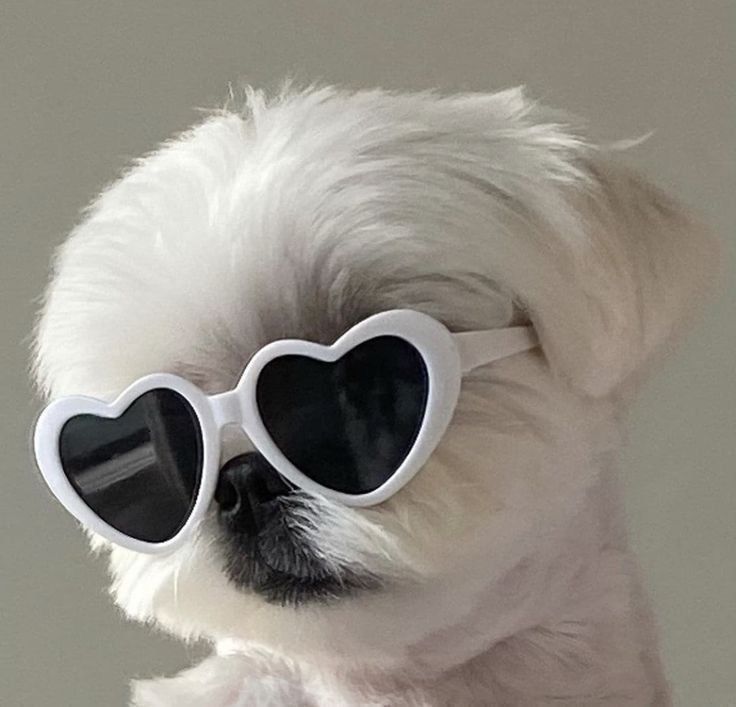 byeol_ice's tweet photo. 🕶 https://t.co/cHFcc6G4rn