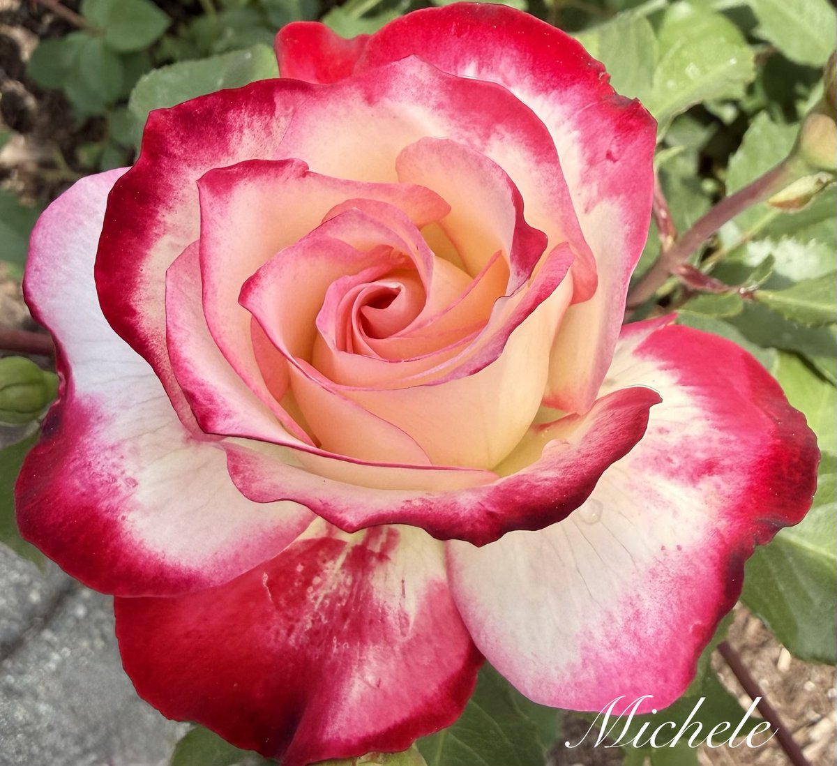 gingerartist1's tweet photo. A perfect pose from the local rose garden…Have a great day! ♥️🤍💗🥀 #RoseWednesday #rose #FlowerPhotography #FlowersOnX #GardeningX #flowers #NatureBeauty #FlowersOnWednesday #FlowerPower #flower https://t.co/bYclSrwUx2