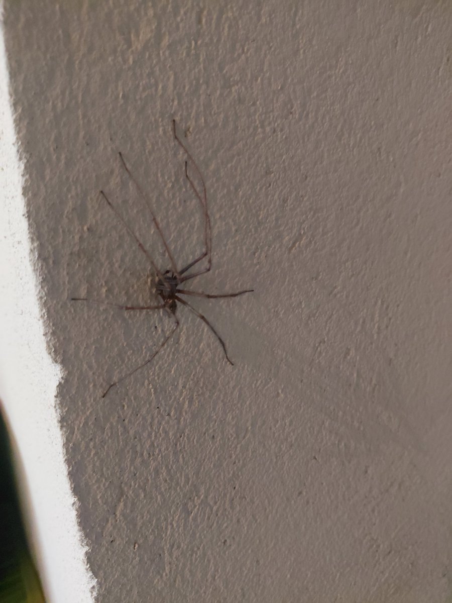 Poppa_Fr's tweet photo. Ma copine du jour!!!! 🕷🕸
Je sais!!!! Désolé......🙆‍♀️ #amie https://t.co/K9Pk0hUmgE