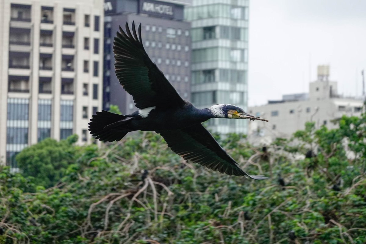 r_ichiro's tweet photo. 久しぶりにRX100M6でカワウ。
トリミングなしでここまでいけた。というか来てくれた。
画質的にはトリミング耐性はない。縮小してまあまあの感じになる。
α9譲りのAFというのは本当だと感じられる。
動物認識を足してUSBをタイプCにして欲しい。 https://t.co/lCsdpYJWvz