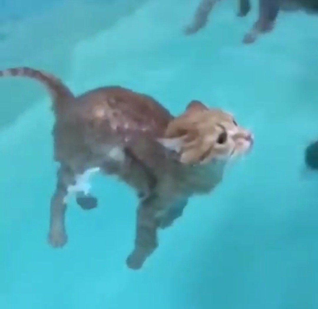 kitteete's tweet photo. love a dip in the pool   ٩(^ᗜ^ )و https://t.co/C4RDenmlkQ