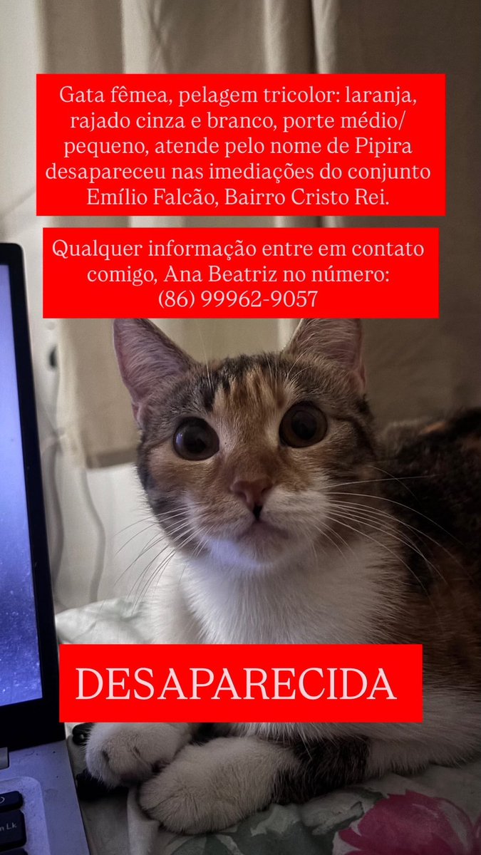 oelavanda's tweet photo. Minha gatinha tá desaparecida, quem puder compartilhar eu agradeço 😔🙏🏽 https://t.co/FQkDZVN4TX