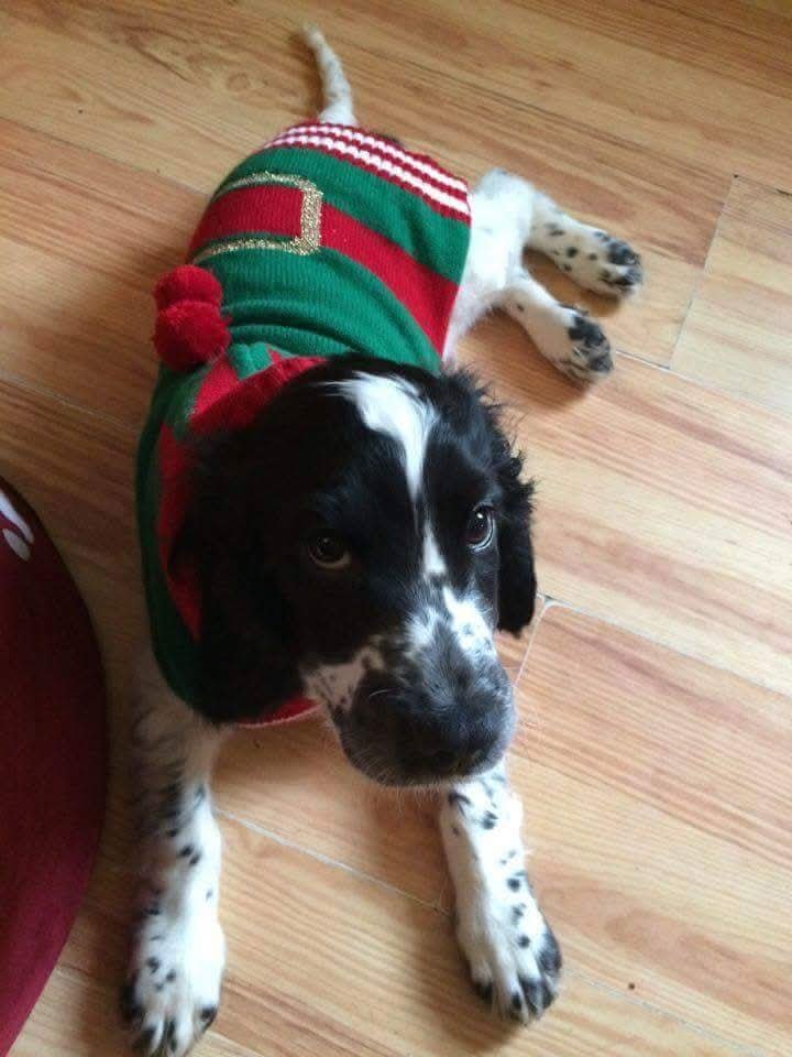 BourneFandomCEO's tweet photo. RIP Reggie, the best family dog we could've asked for 💔 https://t.co/QNzhMiWAsx