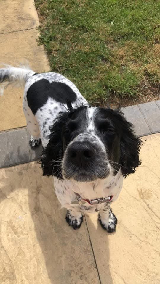 BourneFandomCEO's tweet photo. RIP Reggie, the best family dog we could've asked for 💔 https://t.co/QNzhMiWAsx