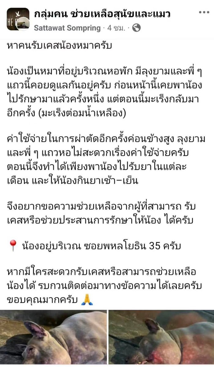 malimalineee's tweet photo. ใครสามารถช่วยนำส่งสุนัขไปที่ คุณหมอฮัว รามอินทรา 44 ได้ เมตตาช่วยนำส่งให้ที สำหรับพิกัดที่สุนัขอยู่ สามารถ ทักสอบถามได้ที่ต้นโพสต์ เพื่อประสานรายละเอียดและจุดรับตัว หลวงพ่อจะรับเคสนี้ไว้ดูแลเรื่องการรักษาให้ขอเพียงมีคนช่วยพาไปถึงมือคุณหมอ ขออนุโมทนากับทุกน้ำใจที่ช่วยกันต่อชีวิตหนึ่งชีวิต