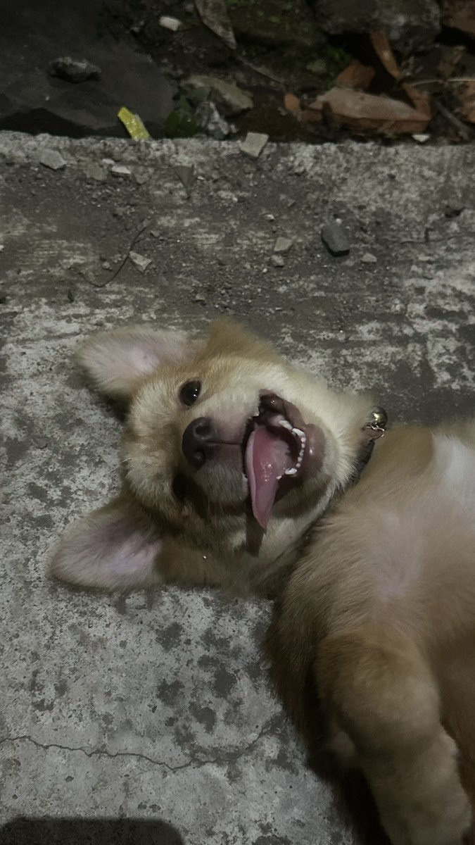 candyiesh's tweet photo. bayangin aja ni anjing baru sehari sm gw, dah nurut… bahkan dipanggil yang punya aja dia gak berpaling dr gw, gw merasa bersalah… tp ownernya ketawa2 🤦‍♀️ https://t.co/lBmX1lTDCc