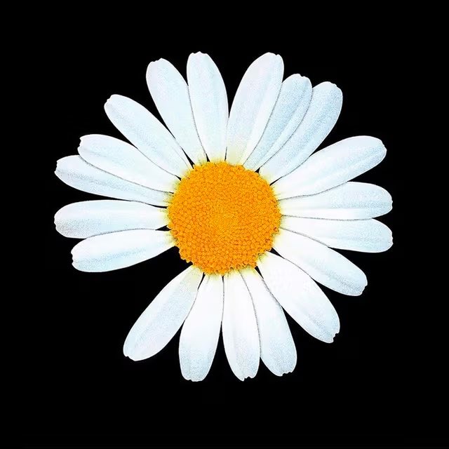 jiyongvamp's tweet photo. Happy 10th Anniversary to the most iconic brand P̶E̶A̶C̶E̶M̶I̶N̶U̶S̶O̶N̶E̶ 🌼 @IBGDRGN

The meaning behind it for those who want to know 🥹: 

The logo forms the letters GD.
Daisies are a symbol for peace; he picked the 8 o’clock position for the missing petal because of his favorite and lucky number 8 taken from his birth date 8-18-1988

“Peaceminusone” can be described as another name for the world as G-Dragon perceives and imagines it.
It signifies the intersection (ONE) between ideal and reality, connecting a peaceful (PEACE) utopian world with the reality that is lacking (MINUS).

Peace Minus One is an expression of Jiyong who wants to live facing reality while aiming for peace 💕
He really thought of every single detail 😭

#GDRAGON #GD #지드래곤