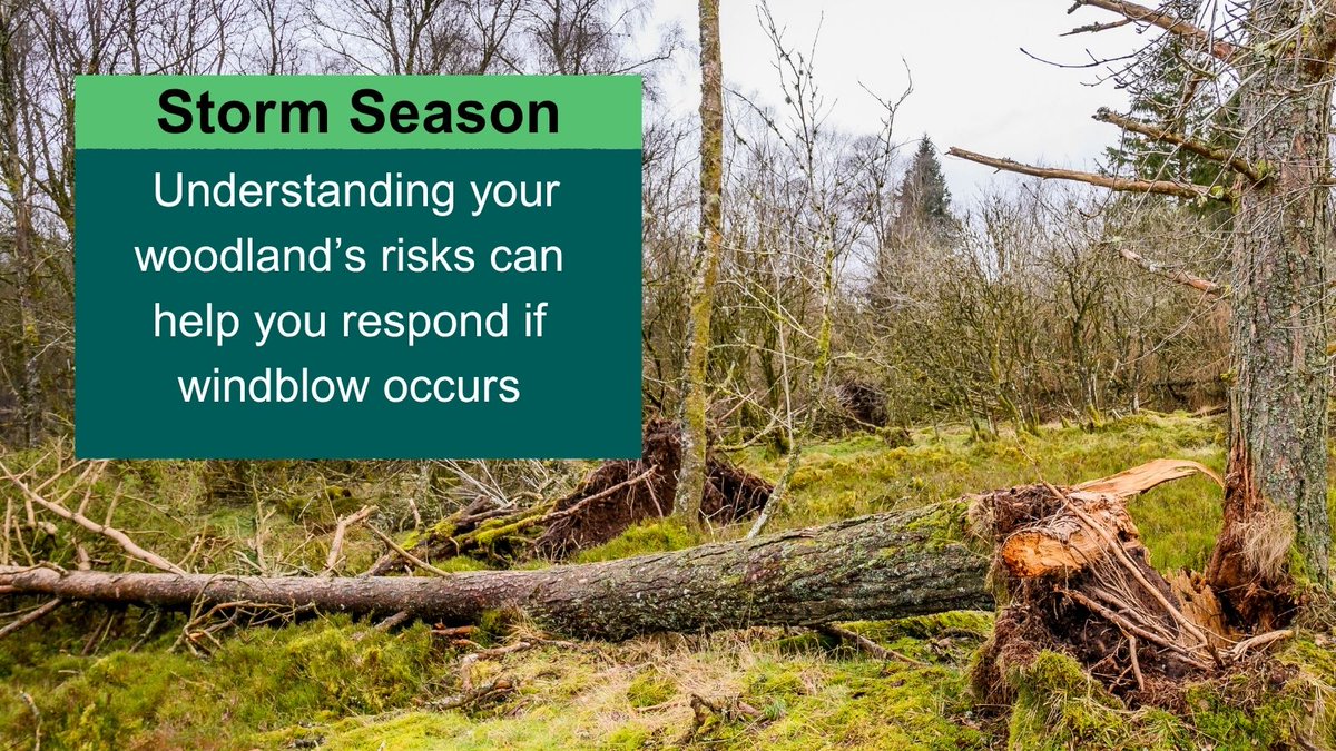 scotforestry's tweet photo. Storm season starts on 1 October.  

Strong winds can cause significant damage to woodlands and forests, so it's important to be prepared.  

Our guidance provides advice on preparing for storms and managing windblown trees: https://t.co/bmSPhwt6OM 

#windblow #forestry https://t.co/3C6eJaQgqz