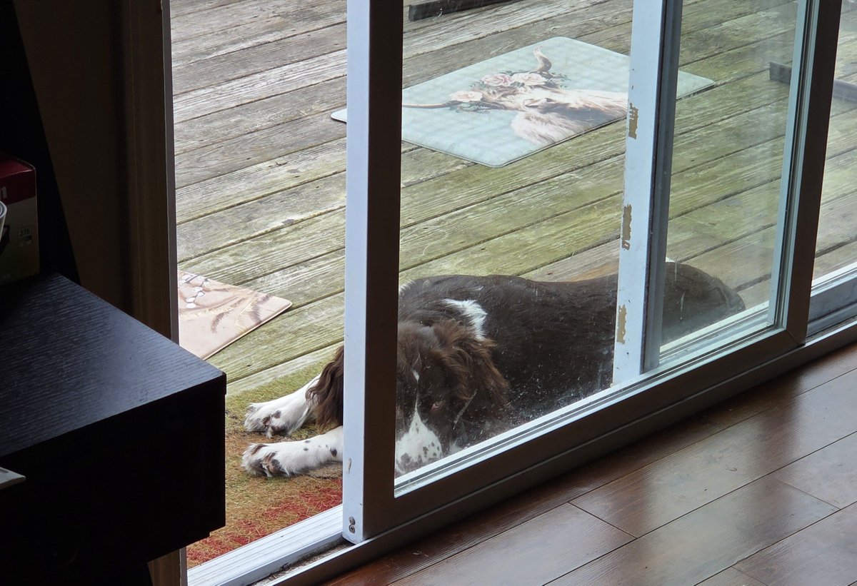 YetiSap's tweet photo. Little guy finally allowed on the porch https://t.co/CL3XmW9ZY5