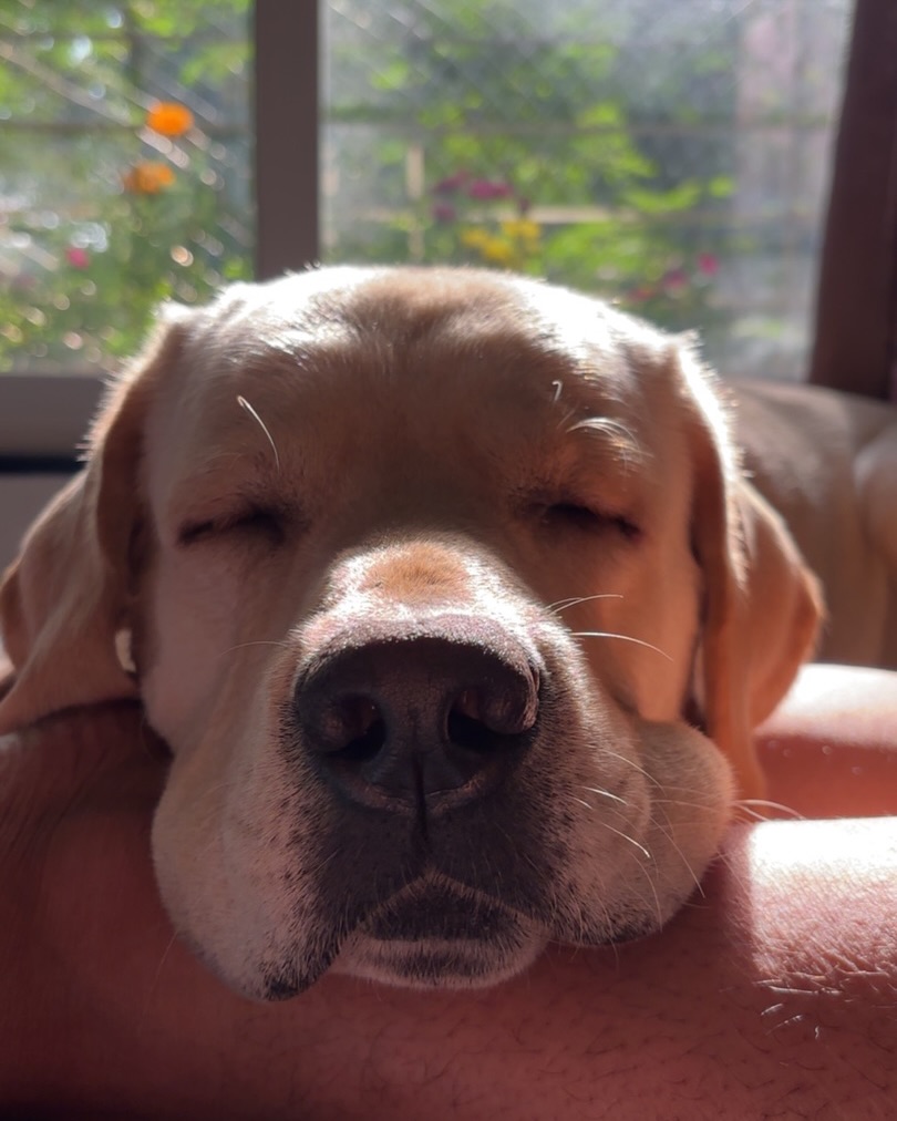 FerminaMarfbm's tweet photo. In his meditative state! A sleepy, chonky Labrador enjoying a cozy rainy day. https://t.co/5NNeDecmg2