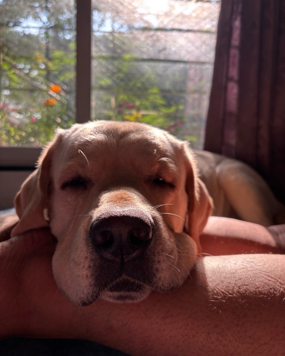 FerminaMarfbm's tweet photo. In his meditative state! A sleepy, chonky Labrador enjoying a cozy rainy day. https://t.co/5NNeDecmg2