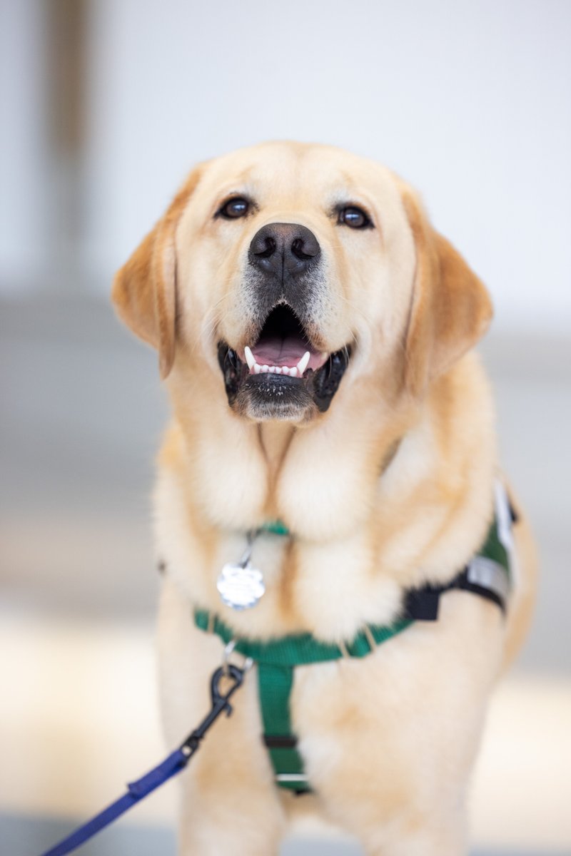 UIchildrens's tweet photo. There’s a new pup joining our facility dog team! 💛🐾 Meet Caitlin, a 20-month-old Golden Retriever and Labrador Retriever mix named after Iowa’s own @CaitlinClark22. She’s getting settled into her new surroundings before officially getting to work — and Nacho is already showing her the ropes. 🖤