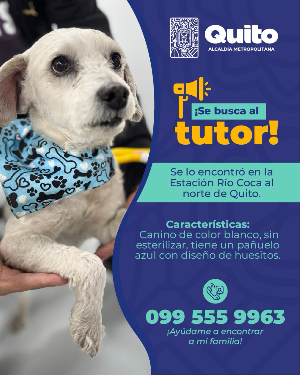 UBAQuito's tweet photo. 🔎🐾 #SeBuscaATutor | ¿Reconoces a este animal de compañía?

🏡 Si lo reconoces o tienes información que nos ayude a encontrar a su tutor, comparte esta publicación y ayúdanos a que pueda regresar a casa.

#MunicipioDeQuito #BienestarAnimal https://t.co/0jndBj2wP6