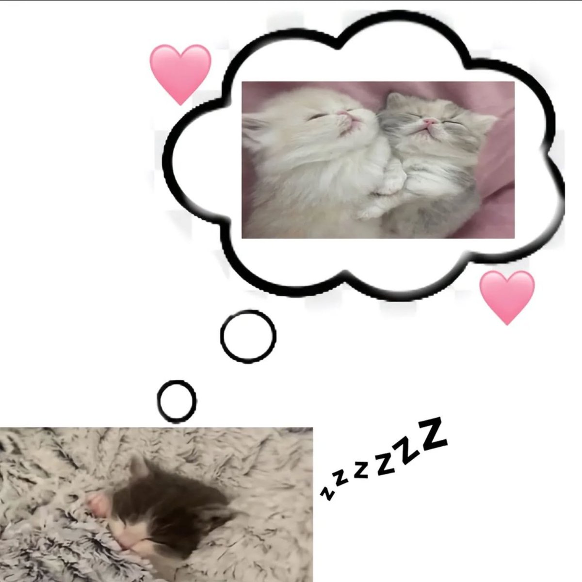 PunchingCat's tweet photo. https://t.co/D2Gg6LyIf3