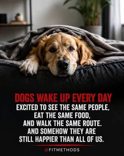 ShadowDogDesign's tweet photo. #Dogs wake up every day excited to see the same #people, eat the same food, and walk the same route and somehow they are still #happier that all of us.
#Dog #BestFriend #GoodDog #FaithfulFriend #LoveDogs #DogsAreLove https://t.co/zvA1mG2tmS