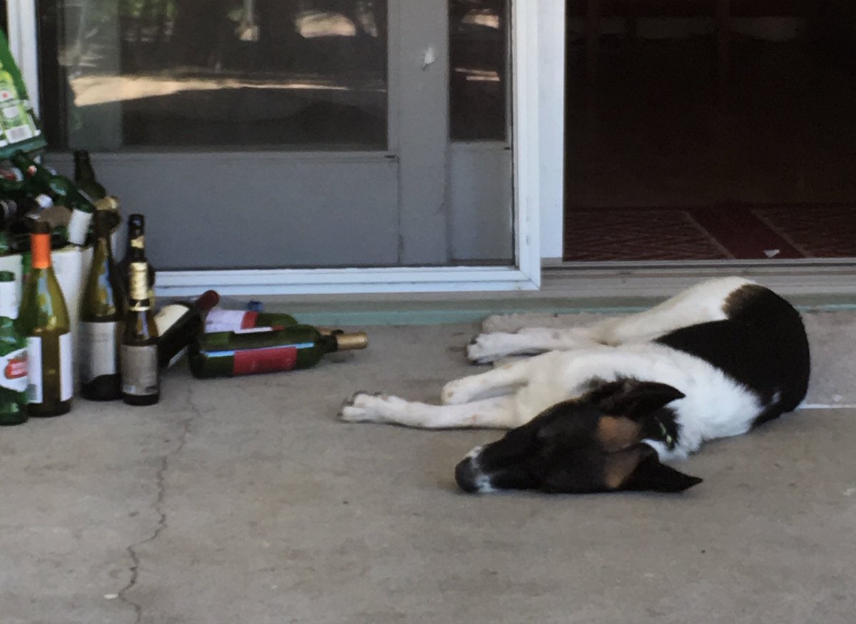 HugSounds's tweet photo. @kathleenmadigan It runs in the family! 🐾🍻🤗 https://t.co/edVHmegqqi