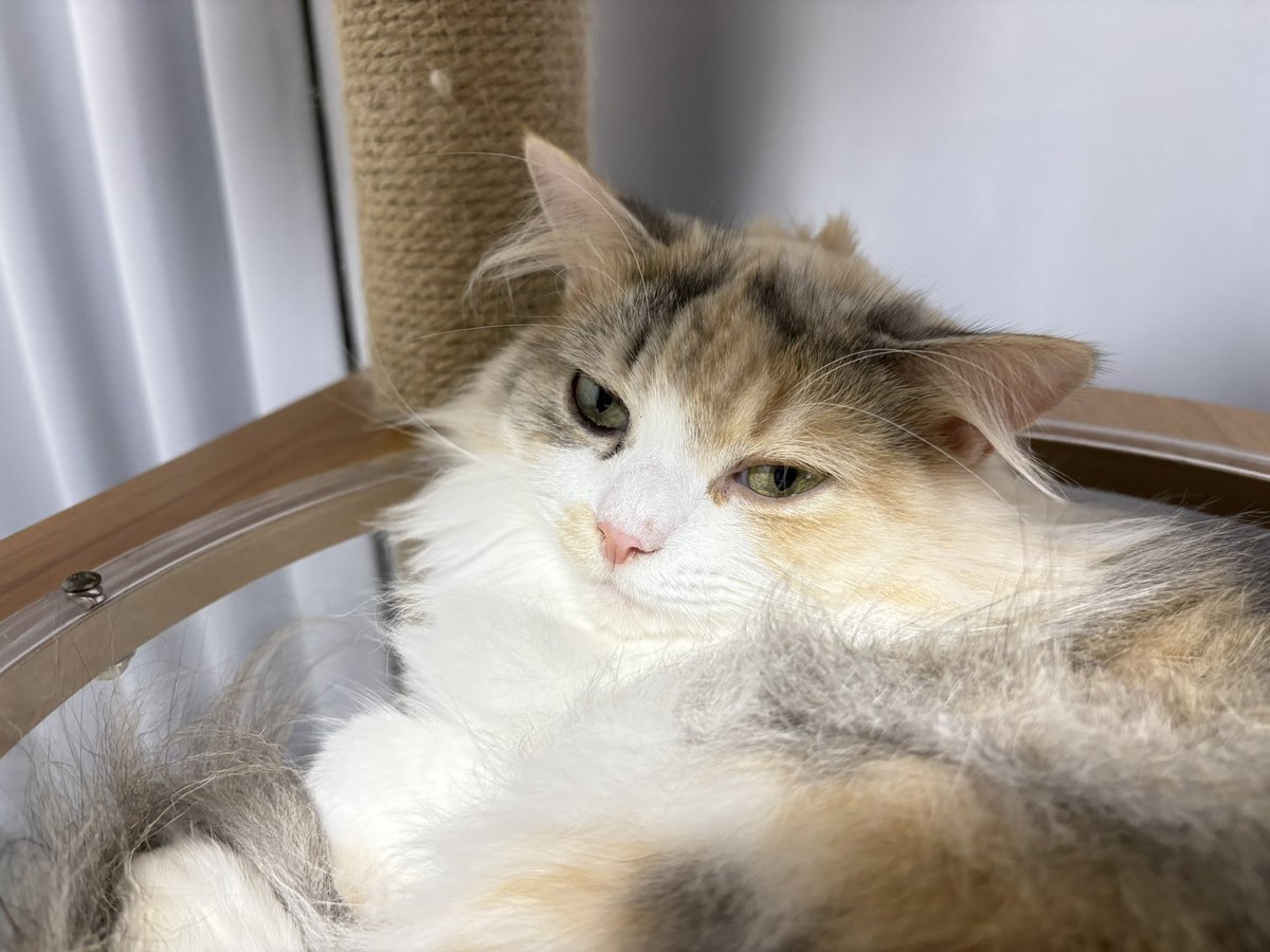 LICO_Dailycat's tweet photo. 眠くてイケメンになる猫 https://t.co/EHTI19QeZp