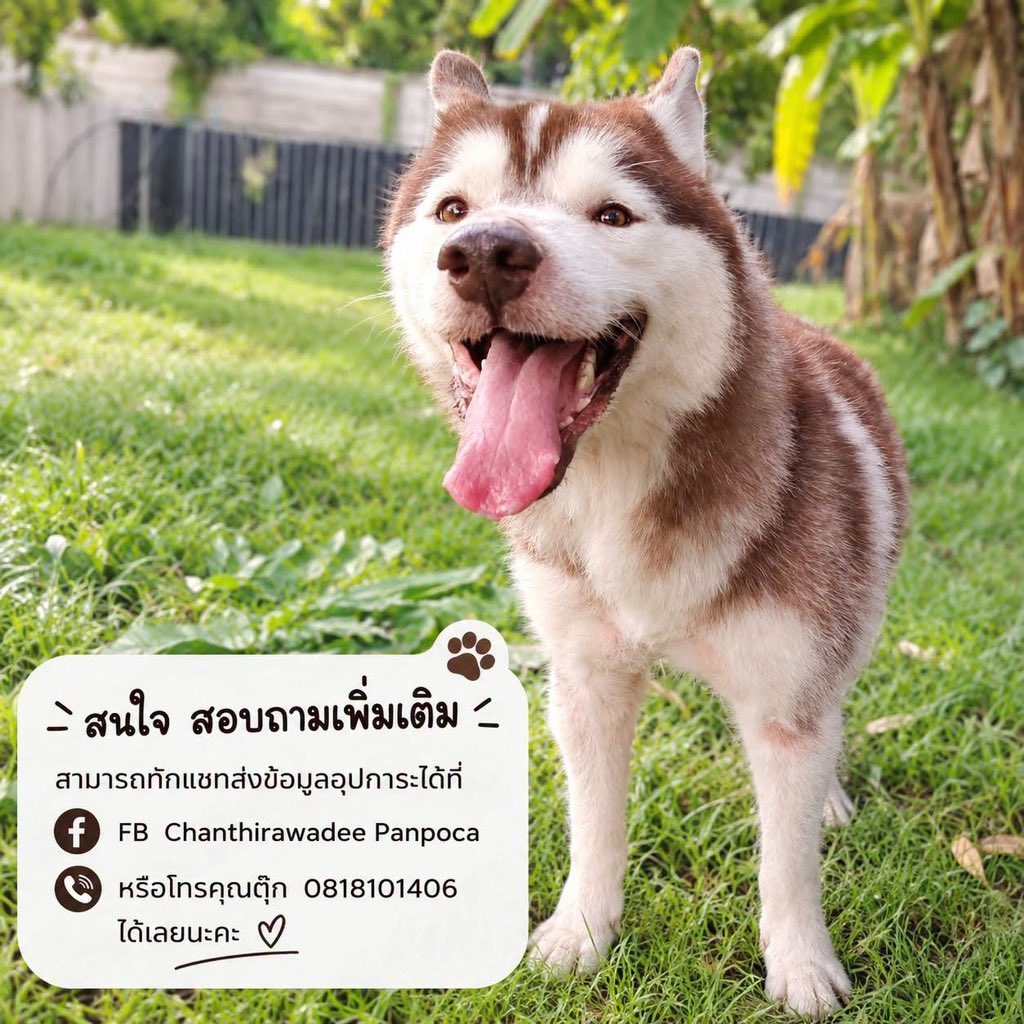 malimalineee's tweet photo. ⚠️ ลีโอ พันธุ์อลาสกันที่น่าเวทนาที่สุดเลย💔⚠️

>>ลีโอ สายพันธุ์อลาสกัน อายุ6-7ปี+ เพศผู้ 
สตอรี่ของลีโอ น่าสงสารมาก ทั้งที่เกิดมาเป็นหมาสายพันธุ์ราคาแพง แต่กลับเกิดด้วยยีนด้อย ขาหลังสองข้างพิการแต่กำเนิด 😭ทำให้เค้าถูกทอดทิ้งอย่างไร้เยื่อใยทันที 😭 นี่คือเรื่องเล่าจากข้างบ้านที่เล่าให้เราฟัง จากนั้น มีคนรับเลี้ยงลีโอ ดู��หมือนจะจบด้วยดี แต่ก็เกิดเรื่องจนได้ เมื่อเจ้านายถูกจับคดีร้ายแรง ไม่สามารถกลับ���าหาลีโอได้อีกต่อไป🥺 ชีวิตลีโอจึงกลับมาดิ่งอีกครั้ง เมื่อต้องใช้ชีวิตอยู่ในรั้วนอกบ้าน 
อาศัยอาหารจากเพื่อนบ้านใจดีคอยมาโยนให้😭 

>>และแย่ไปกว่านั้น คือสภาพลีโอมันแย่มาก ทั้งการลุก การเดิน ดูเจ็บปวดทรมานไปหมด ผิวหนังเต็มไปด้วยเห็บหมัดกัดเต็มตัว จึงเกิดการอักเสบทั้งตัว😭 ขาหลังไม่มีรอยแตกหัก แต่เป็นกระดูกที่ผิดรูปแต่กำเนิด😭แววตาลีโอ น่าสงสารมาก 🥺 

แม้ลีโอจะอาภัพกับโชคชะตาของตัวเอง แต่สุดท้าย ลีโอก็ยังได้รับความช่วยเหลือจากผู้ใหญ่ใจดีเพจA CALLเมตตารับเคสได้รับการรักษา จนตอนนี้ ลีโอสภาพจิตใจดีขึ้นมากๆ ได้กินอิ่ม นอนหลับ ไม่ต้องถูกฝูงยุงรุมกัดทั้งคืนอีกแล้ว🥺

>>ขอโอกาสให้ลีโอด้วยนะคะ น้องเป็นหมาที่นิสัยดีมาก ���ม่มีความก้าวร้าวเลย เป็นหมาที่โหยหาความรักมากๆ อยู่ร่วมกับหมาอื่นได้อย่างไม่มีปัญหา หรือเพราะลีโอ เป็นอลาสกันที่เจียมตัว และเค้ากลัวที่จะถูกทิ้งอีก เพราะโลกภายนอกก็ไม่เคยสวยงามกับหมาที่ไม่สมบูรณ์จริงๆ😭

*ตอนนี้ ลีโอพร้อมย้ายนะคะ ยังมีแพลนฝังเข็ม กินแคลเซียม คนที่สนใจต้องมีศักยภาพและมีความเมตตามากๆค่ะ เค้าน่าสงสารจริงๆ
เรื่องขาหลัง ไม่มีความเจ็บปวดแล้ว แต่การเดินไม่ได้สมบูรณ์🥺

หมามือสองไม่ได้สมบูรณ์ ขอใครสักคนที่เข้าใจและพร้อมเยียวยาพวกเค้าได้จริงๆ🙏
พิกัด กทม.

น้องอยู่ในการดูแลของ A CALL for Animal Rights Thailand 
สนใจ สอบถามเพิ่มเติม
สามารถทักแชทส่งข้อมูลอุปการะได้ที่
FB  Chanthirawadee Panpoca
หรือโทรคุณตุ๊ก
  0818101406