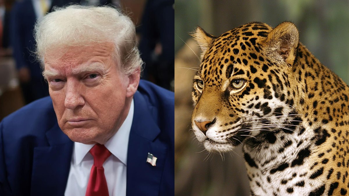 factpostnews's tweet photo. The Trump administration is expanding a heavy metals mine on Arizona public land, jeopardizing the habitat of endangered jaguars and ocelots. https://t.co/G41YQjbMMF