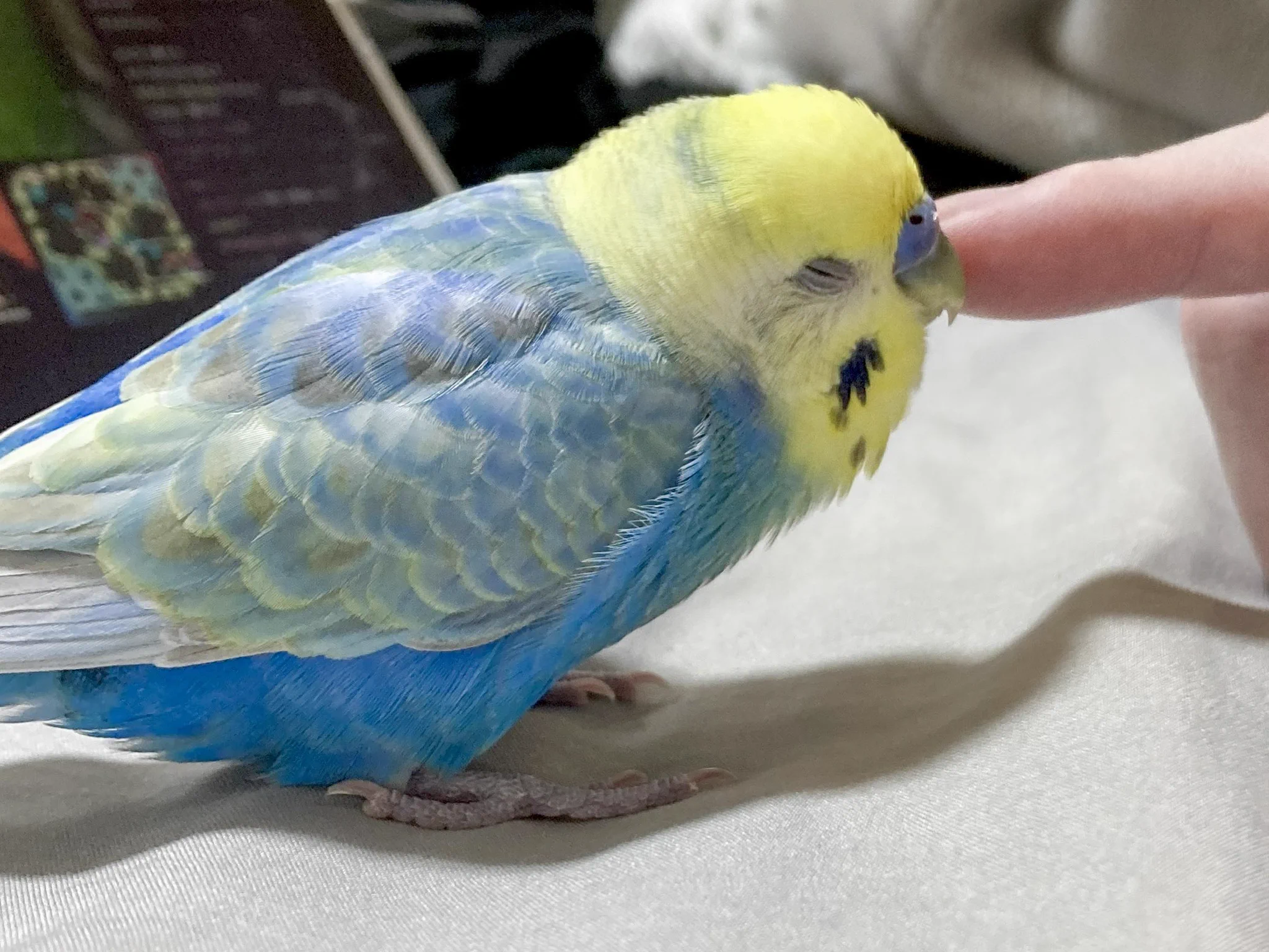 ﾄﾘﾁｬﾝｶﾜｲｲﾈｰ!! on X: 