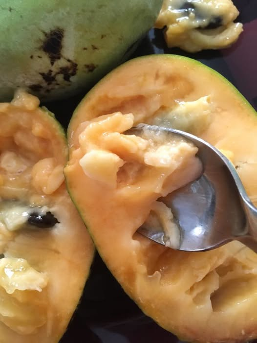 WDCGardener's tweet photo. Garden Tip of the Day: Paw paw seeds must never dry out for them to remain viable. If you are eating the fruits now, plant the seeds right away or store them wrapped in a wet paper towel inside a plastic baggie in a cool place.
#gardendc #gardening #gardenhack #gardentips #gardeningtipsforbeginners #gardeningtips #gardens #pawpawtree #pawpawfruit #pawpaws #dmv