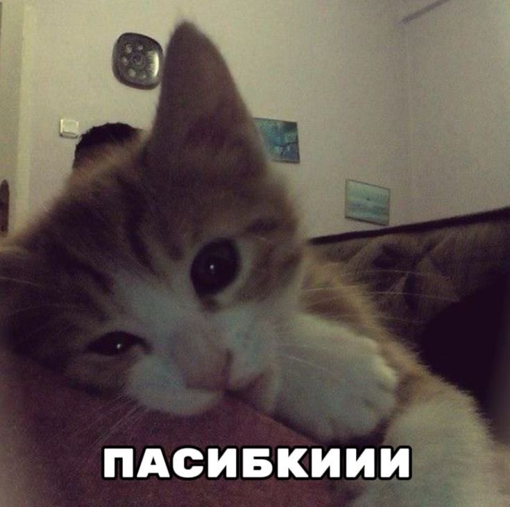 Ksasha_222's tweet photo. Надеюсь на меня подписались люди которые реально выкупают мой вайб, и будут моими поклонниками https://t.co/gpEgZNCTn0