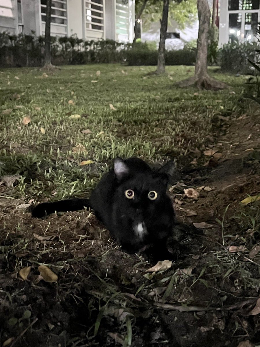 littleyinyinx's tweet photo. แป๋ววว🐈‍⬛🥺 ทุกคนนน น้องน่ารักมากเลยน้าา อยากให้น้องได้มีบ้าน อยู่มืดๆ ยุงกัด กลัวรถชนด้วยยย ยิ่งตัวดำๆอยู่ ทุกคนบอกเป็นเสียงเดียวกันว่า น่ารัก สดใส สมวัยสุดๆ💖✨ #หาบ้านให้แมว #แมวหาบ้าน https://t.co/chm5woYblk