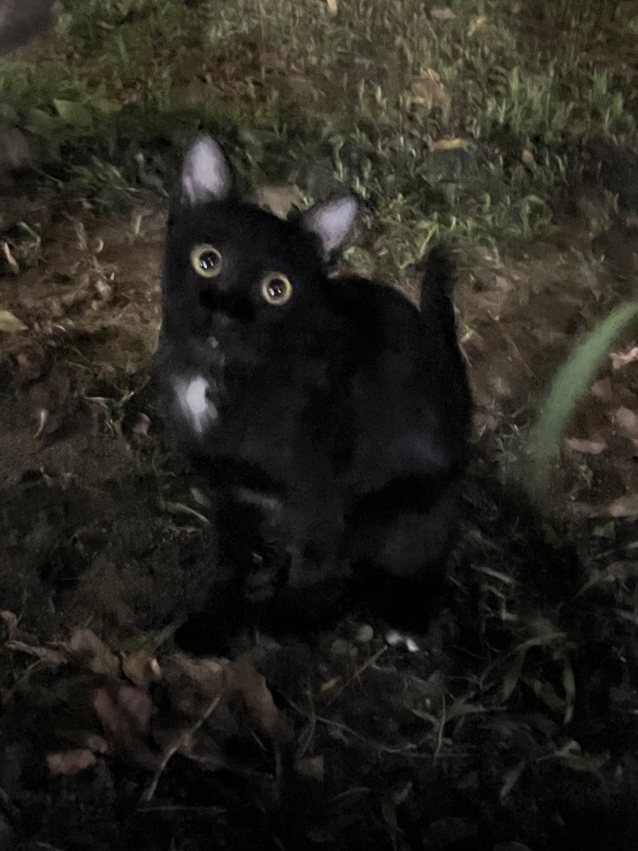 littleyinyinx's tweet photo. แป๋ววว🐈‍⬛🥺 ทุกคนนน น้องน่ารักมากเลยน้าา อยากให้น้องได้มีบ้าน อยู่มืดๆ ยุงกัด กลัวรถชนด้วยยย ยิ่งตัวดำๆอยู่ ทุกคนบอกเป็นเสียงเดียวกันว่า น่ารัก สดใส สมวัยสุดๆ💖✨ #หาบ้านให้แมว #แมวหาบ้าน https://t.co/chm5woYblk