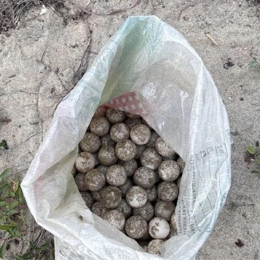 YoAmoaLaCiencia's tweet photo. 🍃 Monitoreo ambiental | Oaxaca: casi 17 mil huevos de tortuga saqueados en sólo dos meses

En apenas agosto y septiembre, al menos 16,900 huevos de tortuga golfina fueron extraídos ilegalmente de playas de Oaxaca.

El 3 de agosto en Playa Escobilla se aseguraron 5,100 huevos,  a finales de agosto en Morro Ayuta otros 9,500 y entre el 7 y el 12 de septiembre 2300 en distintos puntos, según datos oficiales del gobierno de Sheinbaum.

El equivalente aproximado de 169 nidos completos.

Asegurarlos después del saqueo no significa recuperarlos con vida, los 5100 de Escobilla tuvieron que ser desechados porque ya no eran viables. 

La propia PROFEPA reconoce que sacar los huevos del nido, exponerlos a condiciones ambientales distintas, transportarlos y manipularlos incorrectamente puede alterar o interrumpir el desarrollo del embrión. 

Los traficantes no realizan un traslado para conservación, los huevos pueden terminar en bolsas, mochilas, costales o cajas. 

La SEMARNAT de Alicia Bárcena y la PROFEPA de Mariana Boy deben transparentar algo mucho más importante que el número de huevos encontrados después del saqueo.

Los ciudadanos queremos saber cuántos kilómetros y horas de vigilancia se cubren realmente, cuántos inspectores están desplegados, cuáles son los puntos críticos, cuántos saqueadores han sido detenidos y cuántos casos llegaron a la FGR.

Casi 17 mil huevos extraídos ilegalmente en dos meses no son una cifra para presumir como “logros”.