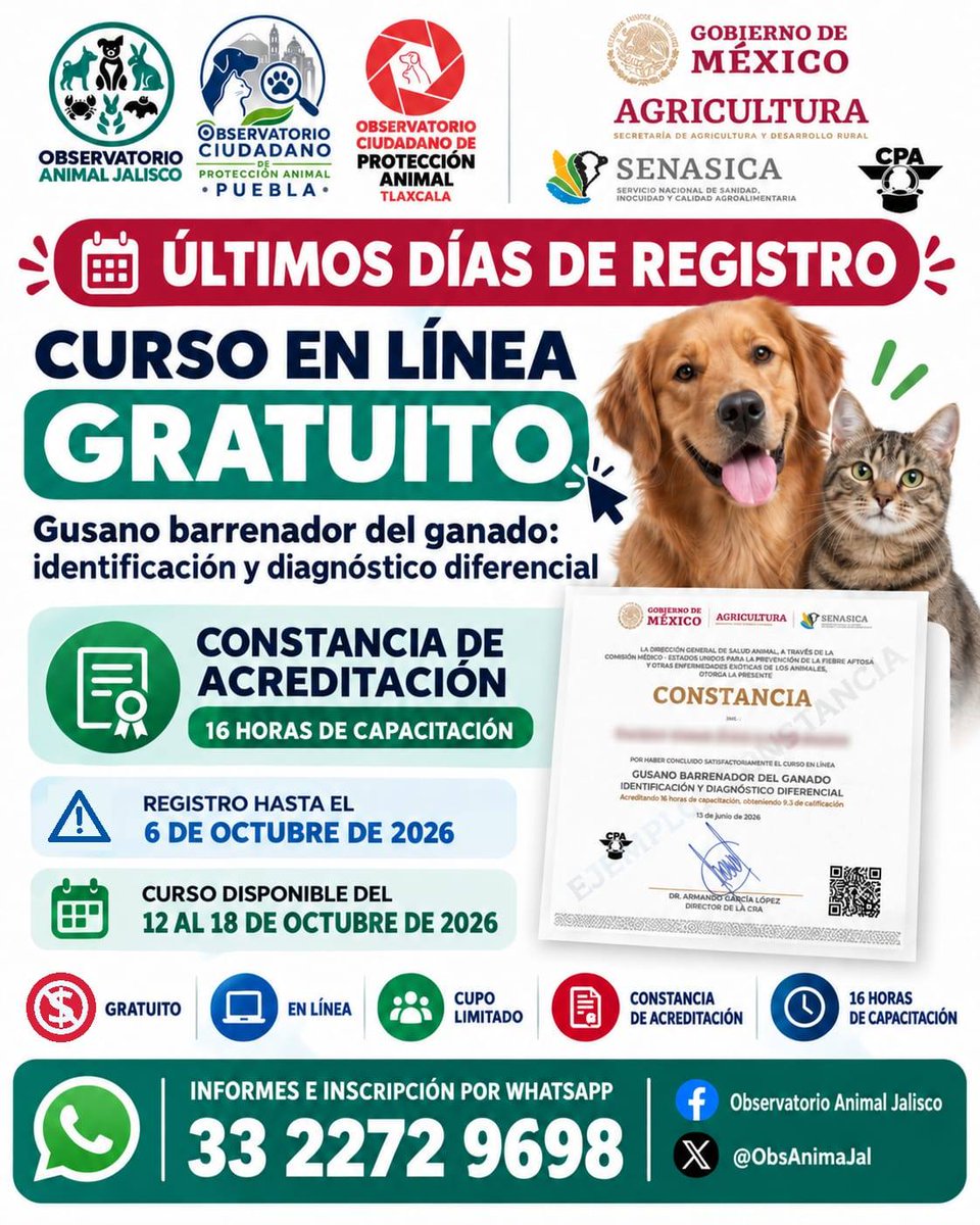 NP_ideaa's tweet photo. #Prevención 🐛 ¡ÚLTIMOS DÍAS, MANADA! 🐾

¿Trabajas, estudias o colaboras en la protección y atención de animales? Todavía puedes inscribirte al curso gratuito y en línea:
🩺 “Gusano barrenador del ganado: identificación y diagnóstico diferencial”

Y ojo 👀, el #gusanobarrenador no solo puede afectar al ganado. 🐶🐱 Perros, gatos y otros animales también pueden estar en riesgo.

📅 Registro hasta el 6 de octubre
💻 Curso del 12 al 18 de octubre
🎓 16 horas y constancia de acreditación
💰 GRATUITO
⚠️ Cupo limitado
INFORMES WHATSAPP 📲 33 2272 9698
La convocatoria es impulsada por los Observatorios Ciudadanos de Puebla, Jalisco y Tlaxcala (@OCPA_Puebla, @ObsAnimaJal, @ObservaAnimal), en coordinación con @SENASICA.

Capacitarse también es prevenir y proteger. 🐾
#Puebla #Jalisco #Tlaxcala #ProtecciónAnimal