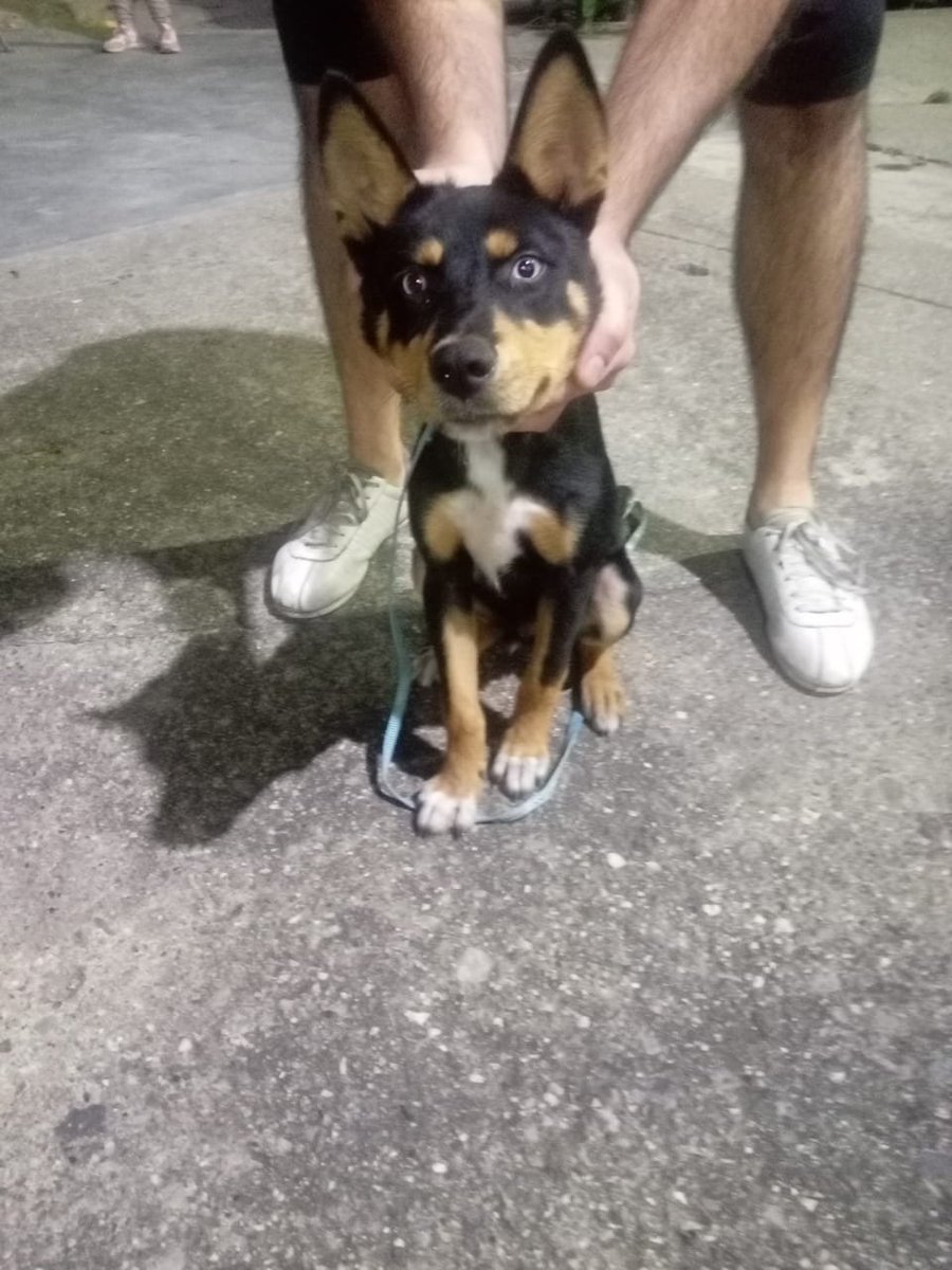 infinitoanimal2's tweet photo. 🆘🆘Este perrito fue encontrado en los jardines del valle hace 3 días ,el está en resguardo pero busca sus dueños si alguien conoce o tiene alguna información por favor comunicarse con Franchesca 04129916022 RT @PerroUsuario @NuriTrejo @gracon27 @Mary_Jar @yaracalcagno https://t.co/EO3R9HR69P