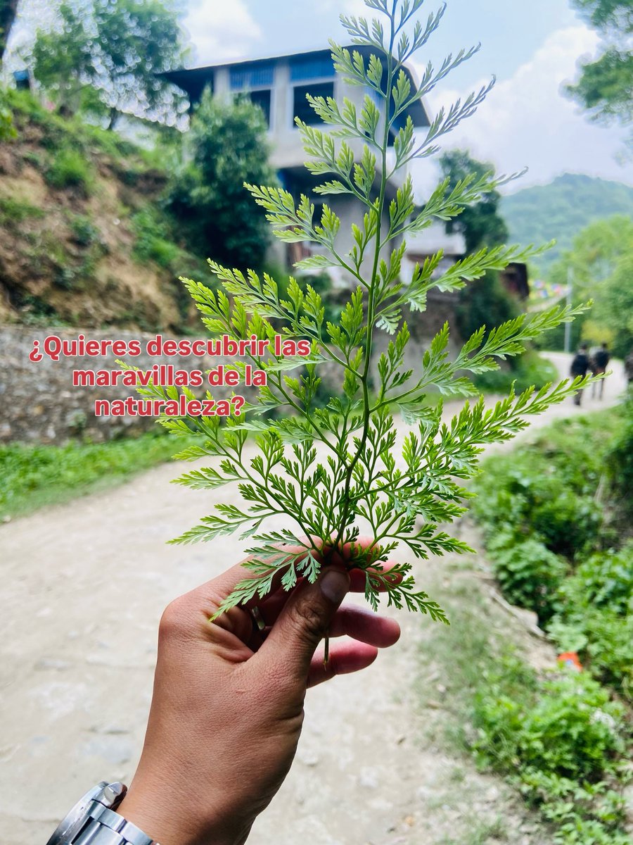 viajesanepal's tweet photo. En 𝐕𝐢𝐚𝐣𝐞𝐬 𝐚 𝐍𝐞𝐩𝐚𝐥 𝐜𝐨𝐧 𝐎𝐮𝐭𝐬𝐡𝐢𝐧𝐞 𝐀𝐝𝐯𝐞𝐧𝐭𝐮𝐫𝐞, te llevamos más allá de un viaje convencional para descubrir Nepal a través de sus montañas, naturaleza, cultura, gente y experiencias inolvidables.

📍 𝗡𝗲𝗽𝗮𝗹 | 𝗧𝗿𝗲𝗸𝗸𝗶𝗻𝗴 | 𝗩𝗶𝗮𝗷𝗲𝘀 | https://t.co/fxznjxydvi