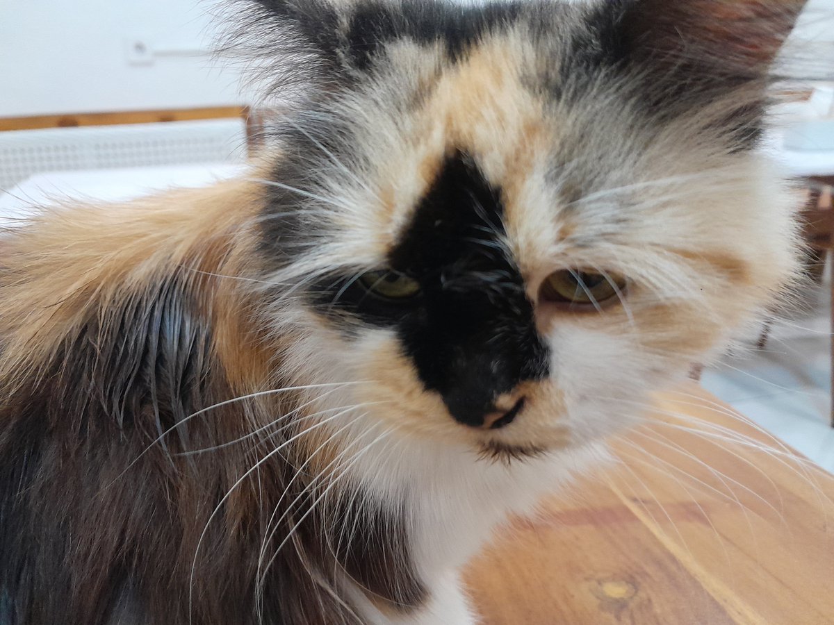 piecesofnasa's tweet photo. daily #catmeeting
Haruss bgt pat pat, planga plongo abiess https://t.co/ASvbnaNgmc