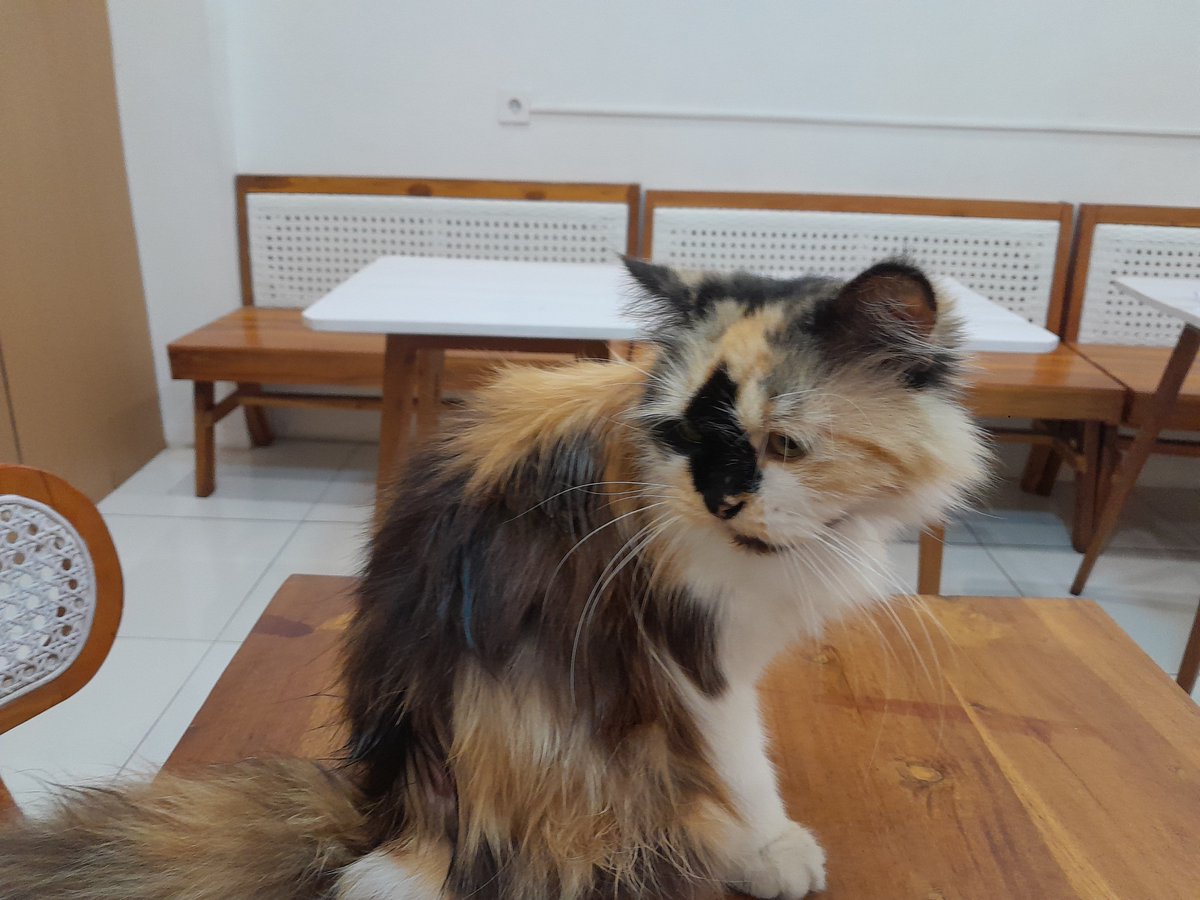 piecesofnasa's tweet photo. daily #catmeeting
Haruss bgt pat pat, planga plongo abiess https://t.co/ASvbnaNgmc