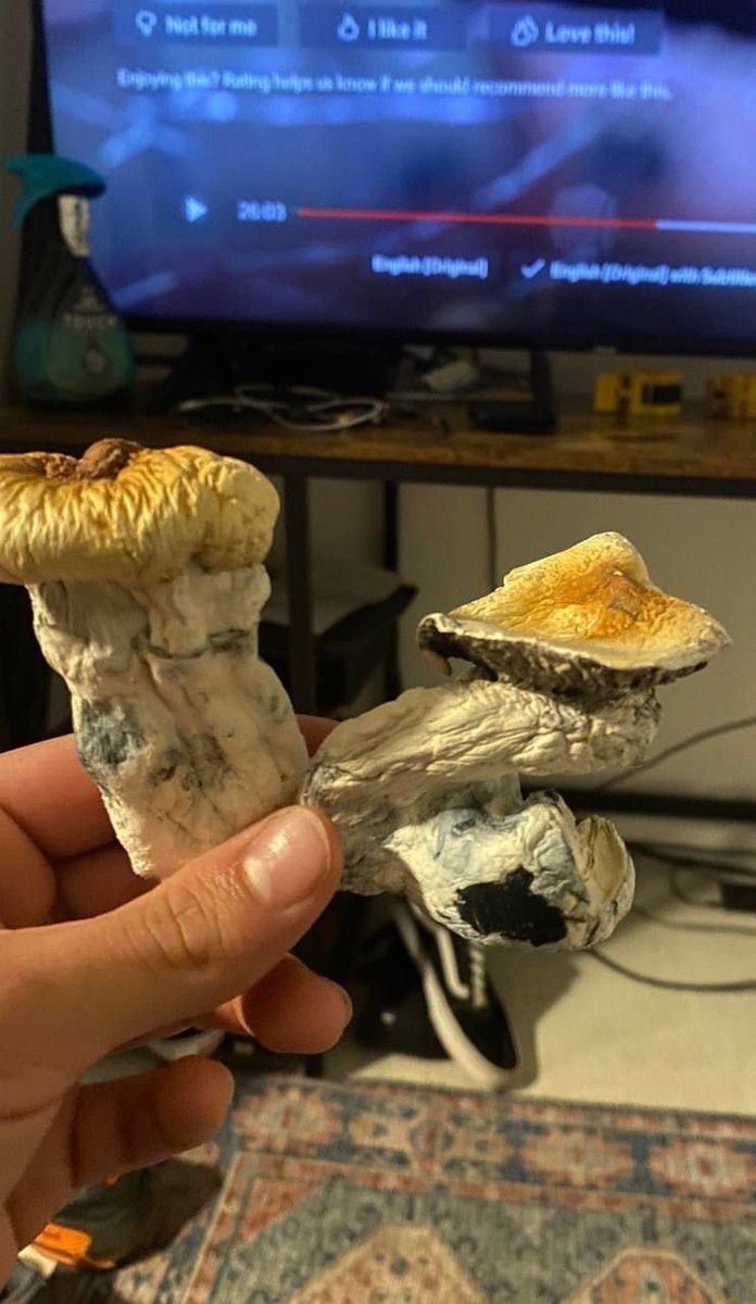 cornerghostz's tweet photo. Cheers my shrooms lovers ❤️
#shrooms #drugtwt https://t.co/Y1UiW6GW3z