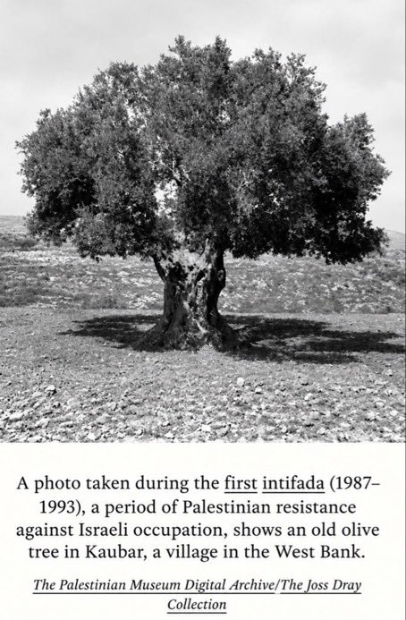 YZYFRANCE1's tweet photo. Two years ago, Ye displayed a photo of an old Palestinian olive tree in Kaubar before his Haikou show. 🇵🇸

Taken during the First Intifada (1987–1993), the tree symbolizes Palestinian roots, resilience and connection to the land. https://t.co/RC7KAhf7mu