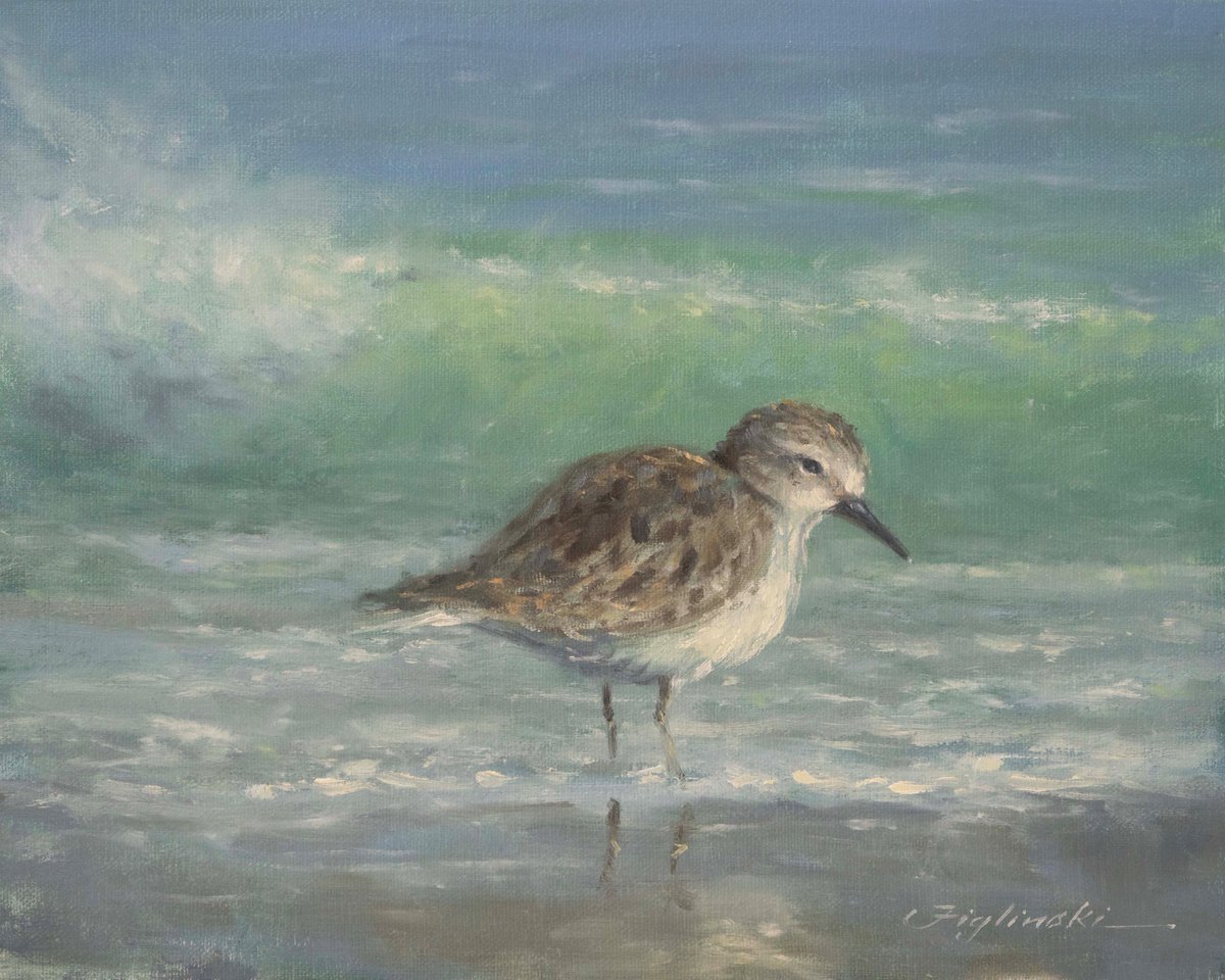 Figlinski's tweet photo. At the quiet edge of the Gulf, a small sandpiper moves through the shallows, light on its feet as the tide breathes in and out.
The bird pauses, patient and unhurried, finding what it needs in the simplest places—where sand meets water and the world slows down for a moment.
Watching it, you're reminded that life doesn't always ask for grand movements. Sometimes the best way forward is steady steps, quiet attention, and trust that even the smallest path along the shoreline can lead exactly where it should.
"Sandpiper at the Water's Edge"  8" x10" oil on linen.