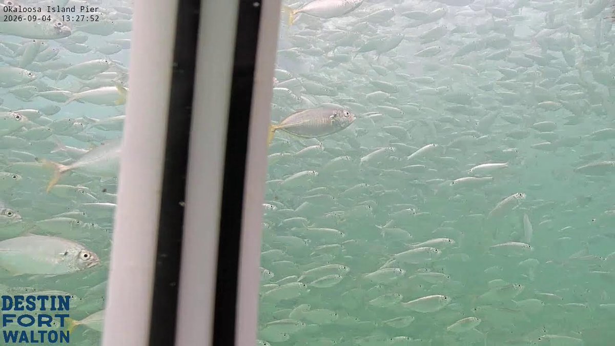 BeachRealty_'s tweet photo. Destin FL Beaches Destin FL: Okaloosa Island Pier Camera www.โyoutube.โcom/watch?v=M45FtpYXvLY #OkaloosaIsland #PierCamera #UnderwaterLivestream #DestinFL #FortWaltonBeach https://t.co/bxIRO6kLxO