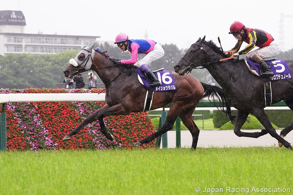keibafrancecom's tweet photo. Double lauréat du Takarazuka Kinen, Meisho Tabaru tente sa chance dans l'#Arc pour la première fois.
Son entraîneur Mamoru Ishibashi s'est confié ce mercredi matin lors de la conférence de presse réservée aux Japonais : "Le projet a commencé l'année dernière, lorsqu'il a remporté le Takarazuka Kinen."
"La semaine dernière, lorsqu'il a découvert la piste de Longchamp, je n'étais pas totalement satisfait de ce que j'avais vu sur les images. Je n'avais pas retrouvé exactement le cheval que je voulais voir."
"Ce matin, il a travaillé et j'ai trouvé qu'il était davantage en mode compétition. Il était plus allant et plus concentré."
"Le Prix de l'Arc de Triomphe est l'une des plus grandes courses au monde. Pour être honnête, je n'aurais jamais imaginé pouvoir me retrouver un jour ici dans cette situation. Aujourd'hui, je ressens beaucoup de pression."
#Keiba #HorseRacing #JRA