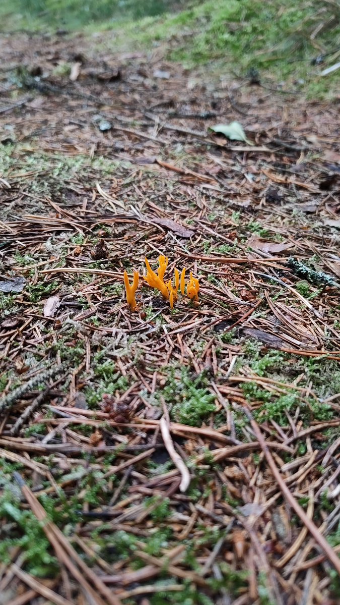 tarajoy_'s tweet photo. Found some hogweed in the forest. it's really tiny put stands out due to it's fun shape and bright color

Walking in nature to me is much more interesting than watching tv https://t.co/WGxNVwpfbs