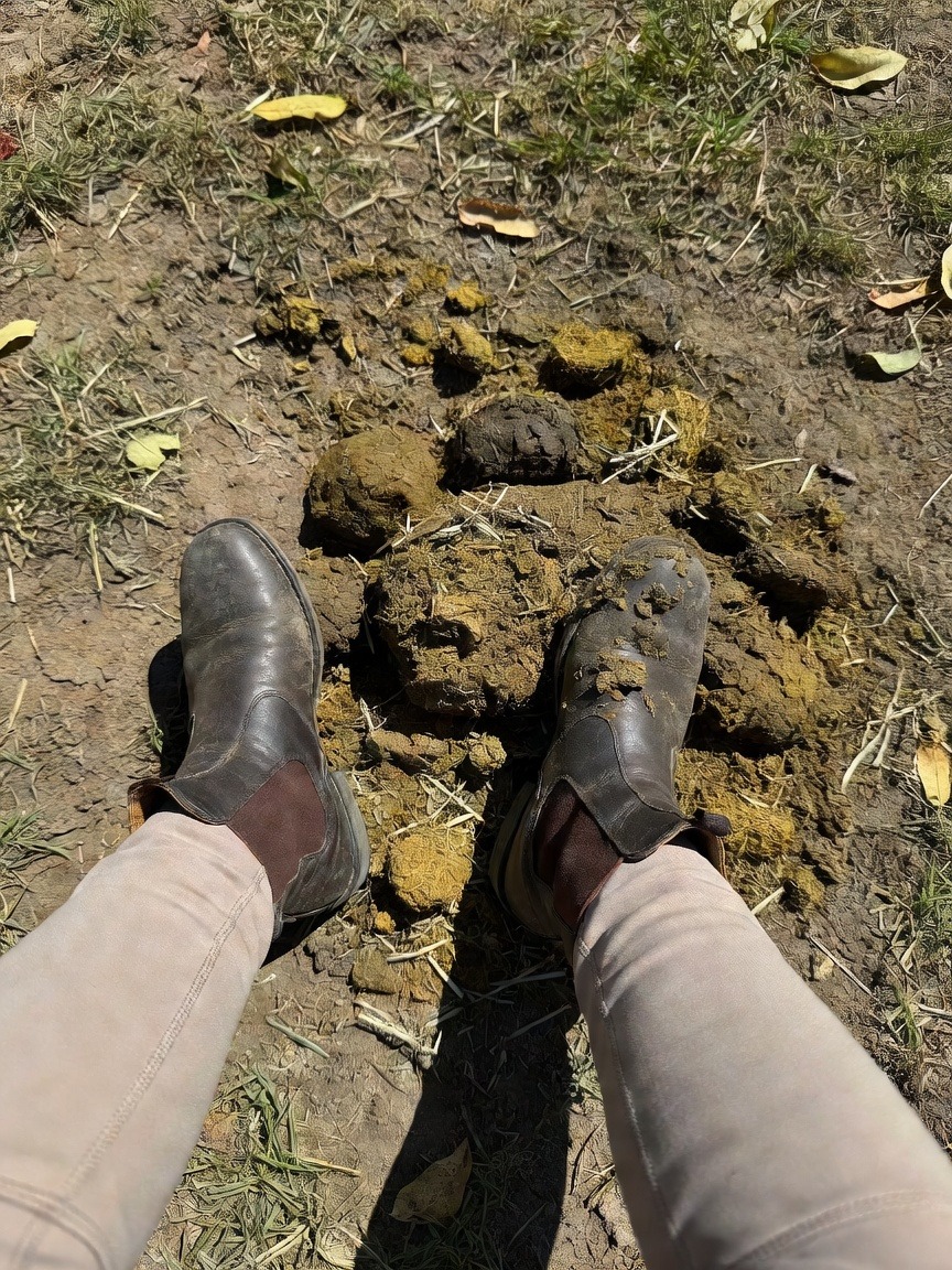 MistressLisa420's tweet photo. Fresh pile at the paddock, right under my boot 🐴💩 Squashed flat around my sole and still worth more than you, Köter 👢 Bei Fuß! Which filthy, drooling mutt crawls over to clean this mess? 😈🐶 #findom #humanATM #cashpig #bootslave #humiliation https://t.co/eJT9lsL52o